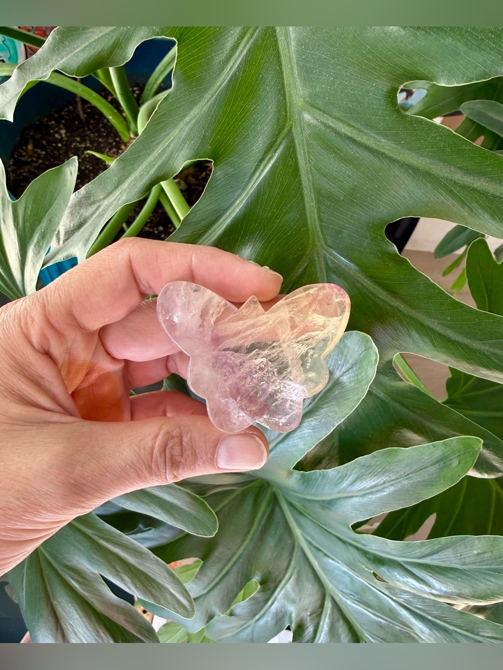 Fluorite Butterfly 🦋💜